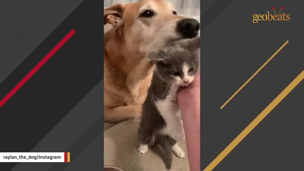 A tan dog gently nudges a small grey and white kitten with its snout, appearing protective.