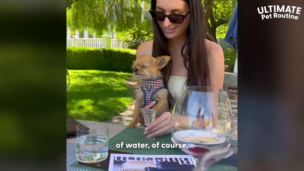 A woman wearing sunglasses sits at an outdoor table with wine glasses, holding a small brown dog wearing a plaid harness.