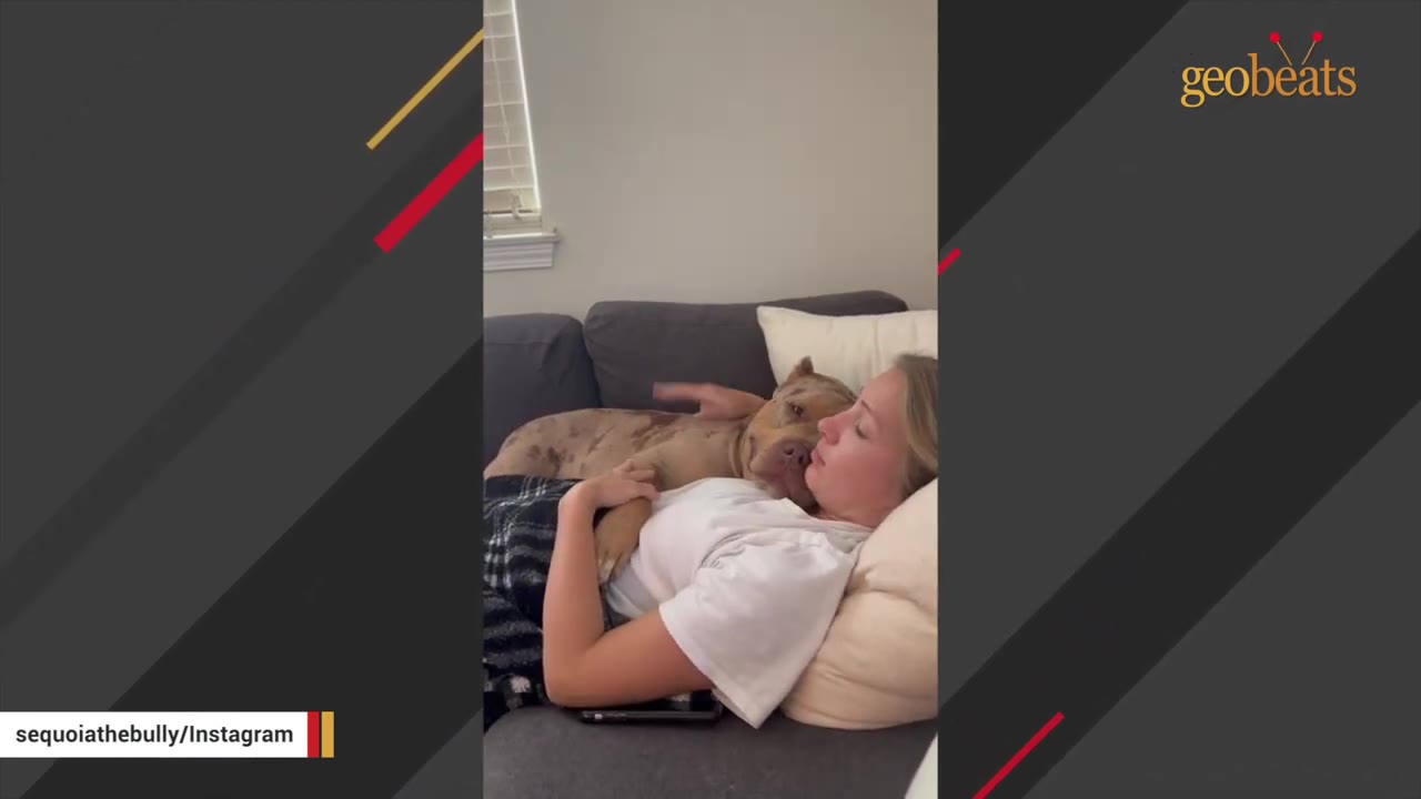A large brown and white merle dog lies on top of a woman resting on a grey couch.