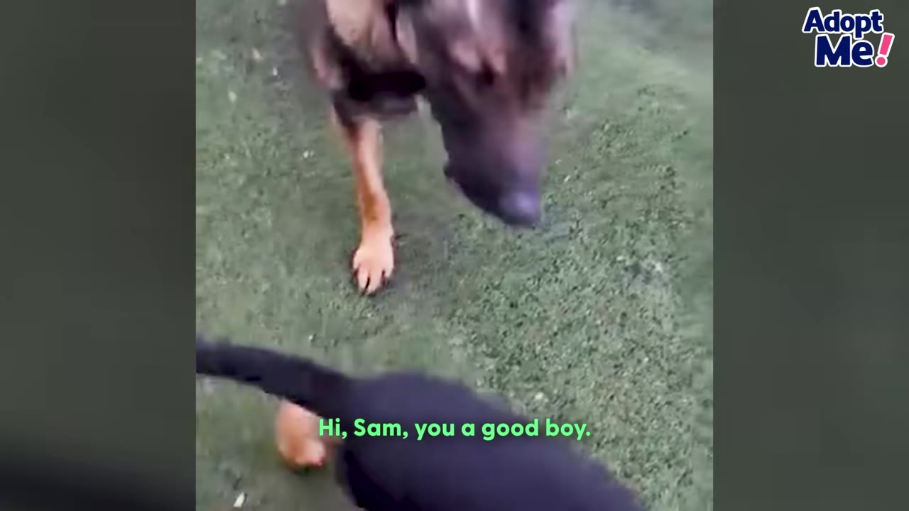 A German Shepherd dog stands on a grassy area, looking down at a black dog in the foreground.