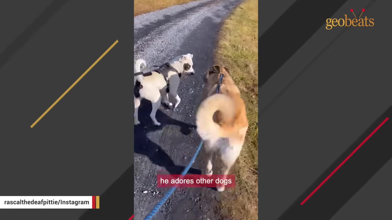 A white dog with black patches on a leash walks along a gravel path next to a fluffy brown dog.