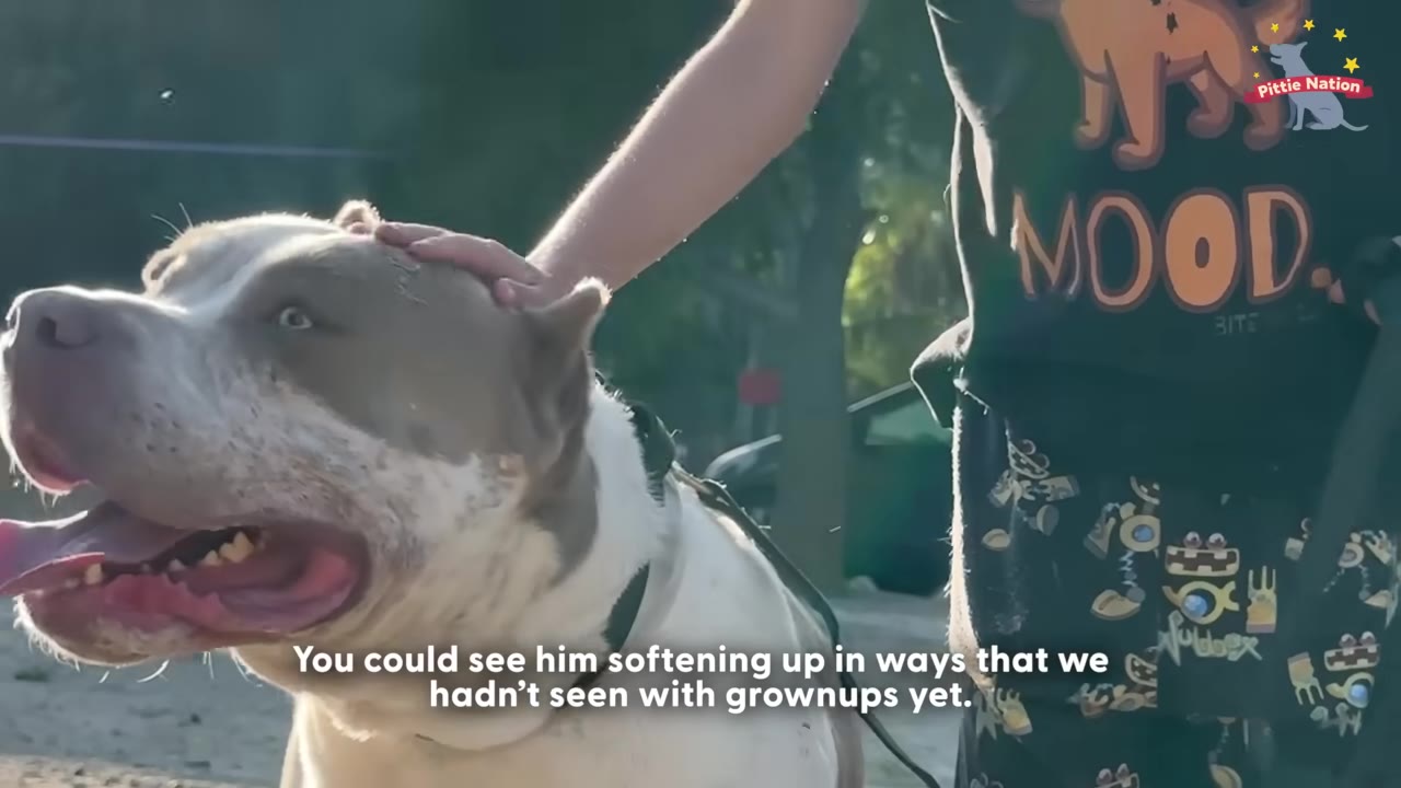 A close-up of a pit bull being gently petted on the head by a child wearing a graphic t-shirt.