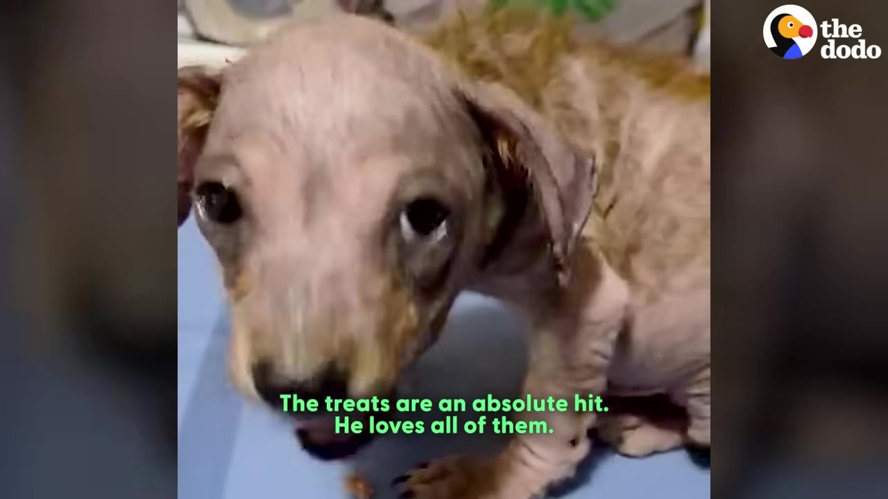 A close-up of a small, hairless puppy eating treats off a blue surface.