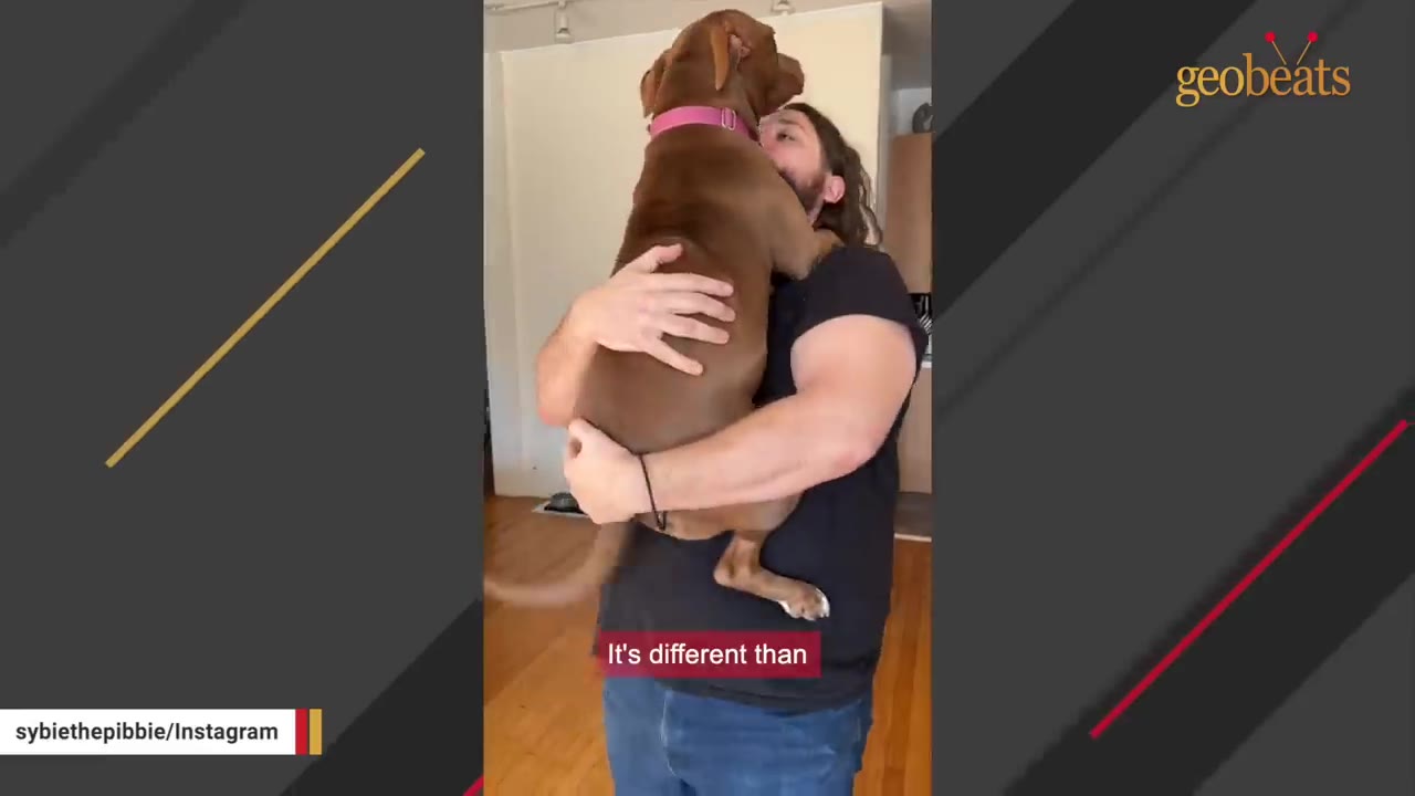 A brown dog with a pink collar being held in a tight hug by a man in a black t-shirt.