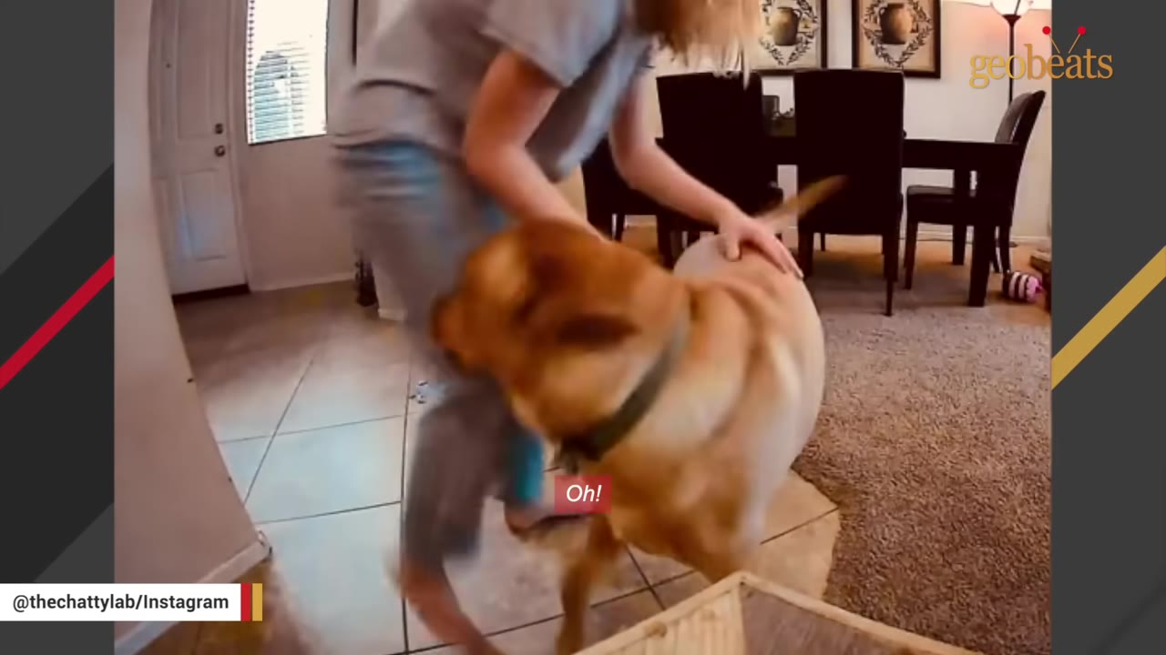 A young woman bends down to pet and greet a happy yellow Labrador retriever in a living room.