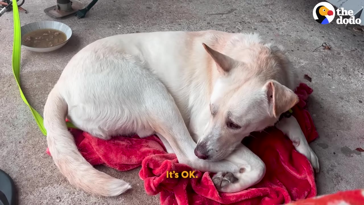 A light-colored dog lies curled up on a red blanket on a concrete floor, looking weak and sad.