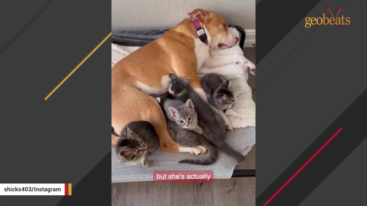 A tan and white dog lies on a pet bed surrounded by several small kittens snuggling against her.