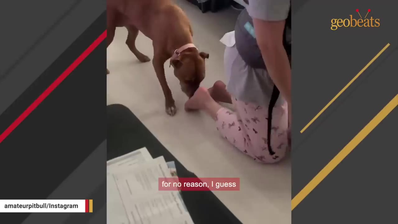 A brown dog closely follows and sniffs the heels of a person kneeling on the floor.