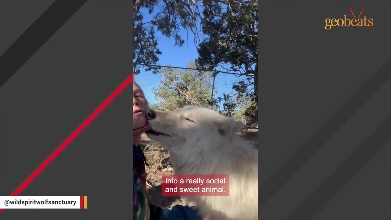 A white wolfdog affectionately licks the chin of a person outdoors near a chain-link fence.