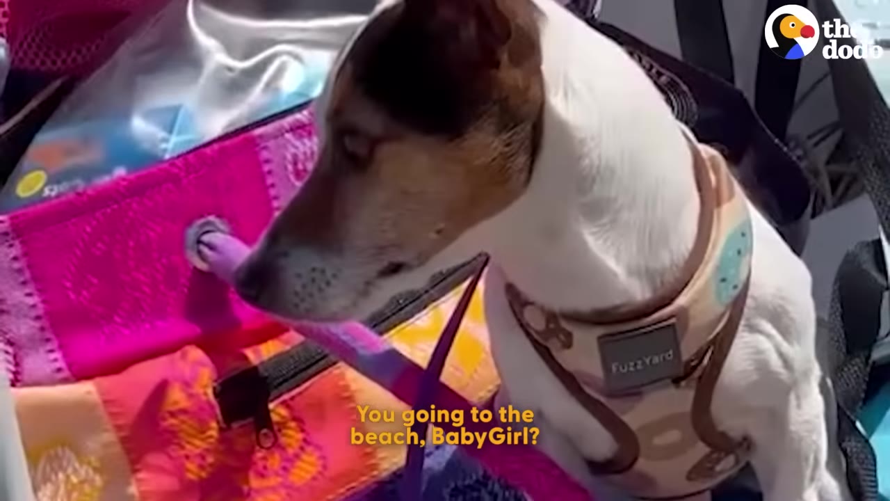 A small brown and white dog wearing a harness sits in a car next to a pink bag, looking out the window.