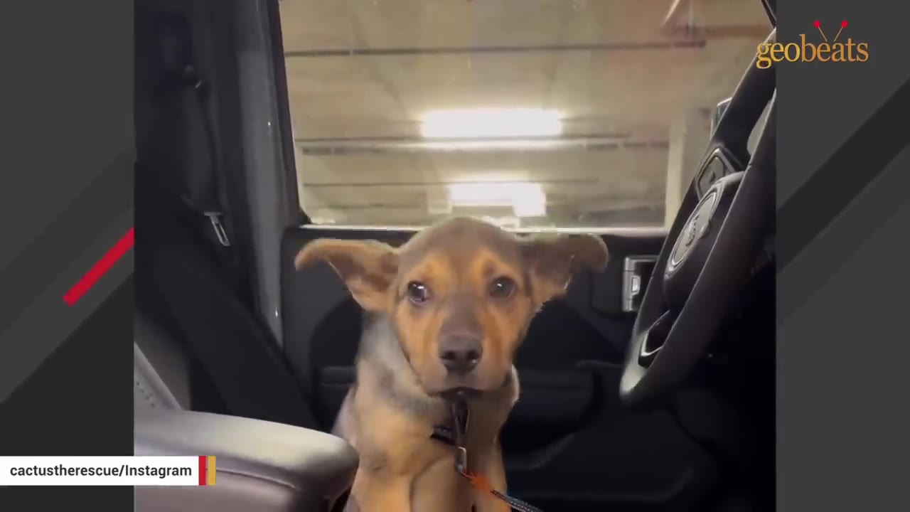 A young brown and black dog with wide, anxious eyes sits inside a car, looking nervously toward the camera.
