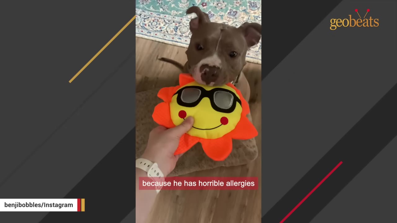 A brown and white pit bull looking up at the camera while a hand holds a plush yellow sun toy with sunglasses.