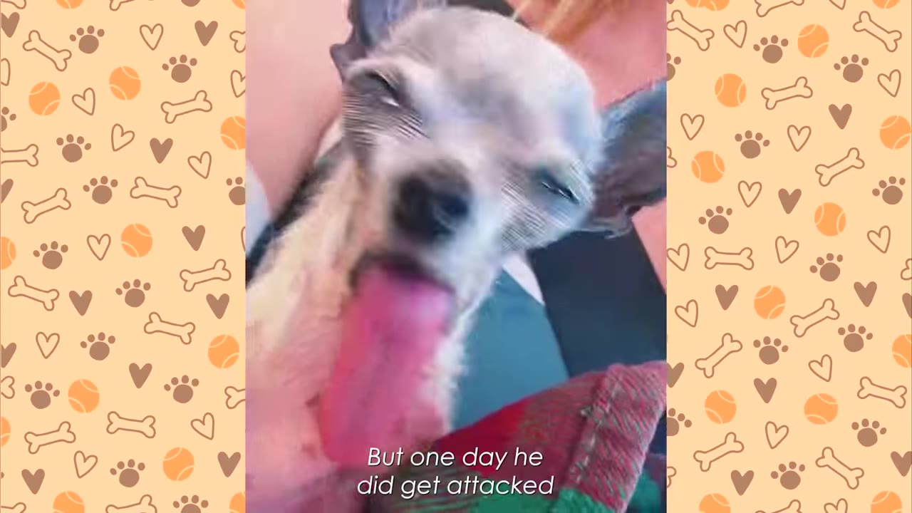 A close-up of a small chihuahua-mix dog with its tongue sticking out, with text overlay reading 'But one day he did get attacked'.