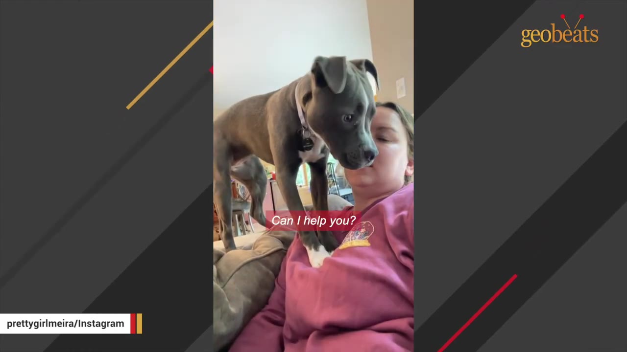 A grey pit bull puppy stands on a woman's chest, looking closely at her face as she lies on a couch.