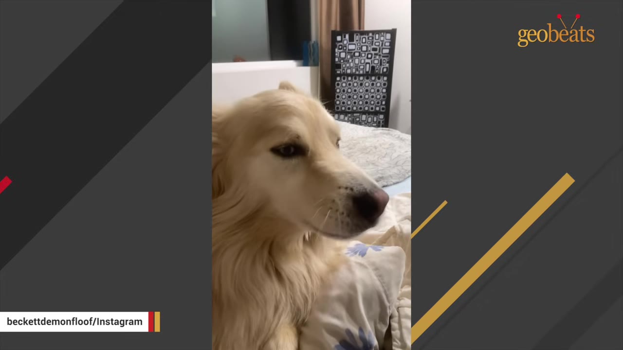 A close-up profile shot of a fluffy, light-colored dog looking to the side while resting on a bed.