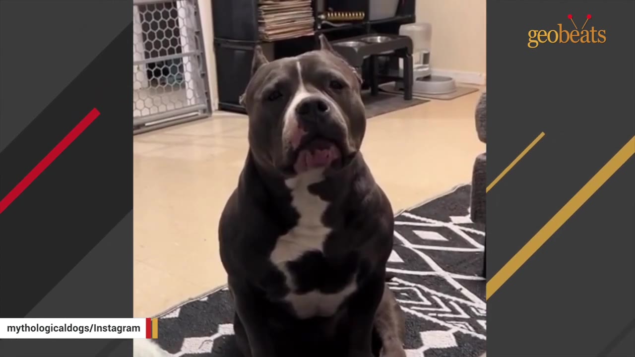 A grey and white pit bull-type dog sitting on a patterned rug, looking directly at the camera with its mouth slightly open as if vocalizing.