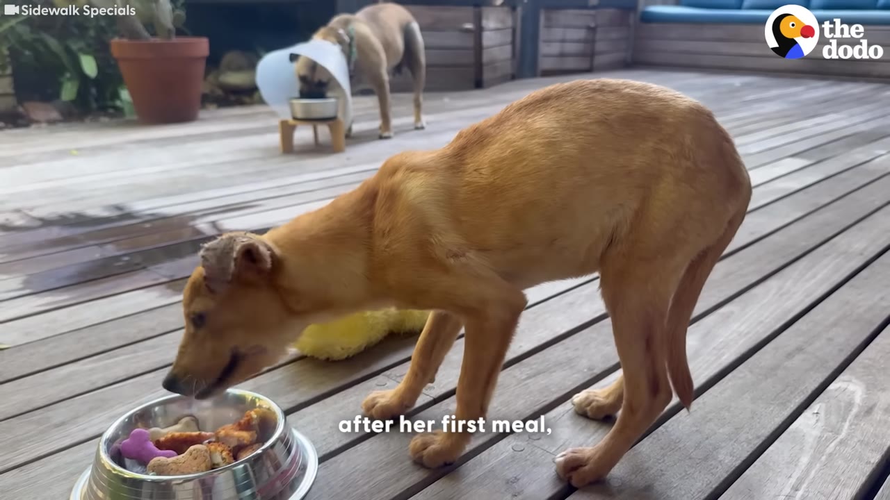 A thin, light brown dog eating food from a silver bowl on a wooden deck, with another dog in the background.