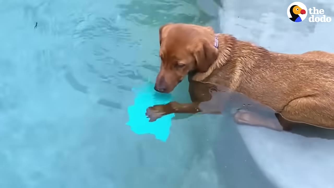 A brown dog stands in a swimming pool, looking down sadly at a small blue piece of plastic floating in the water.
