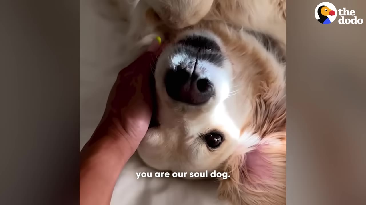 A close-up of a golden retriever lying on its back being gently petted on the head by a person's hand.