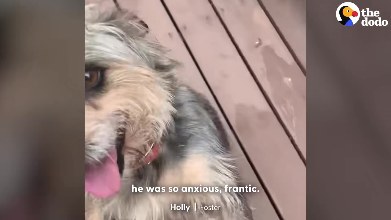 A close-up of a scruffy, grey and tan dog looking anxious on a wooden deck.