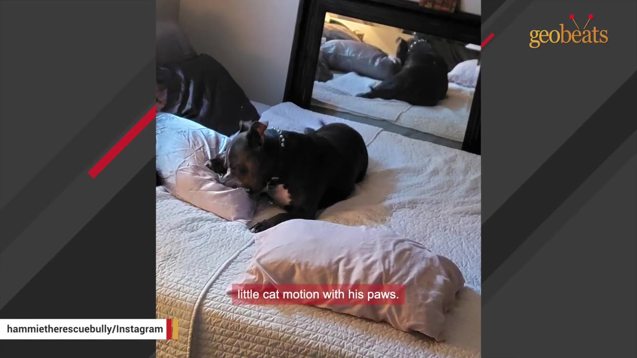 A dark-colored dog lies on a bed, kneading a light pink pillow with its front paws.