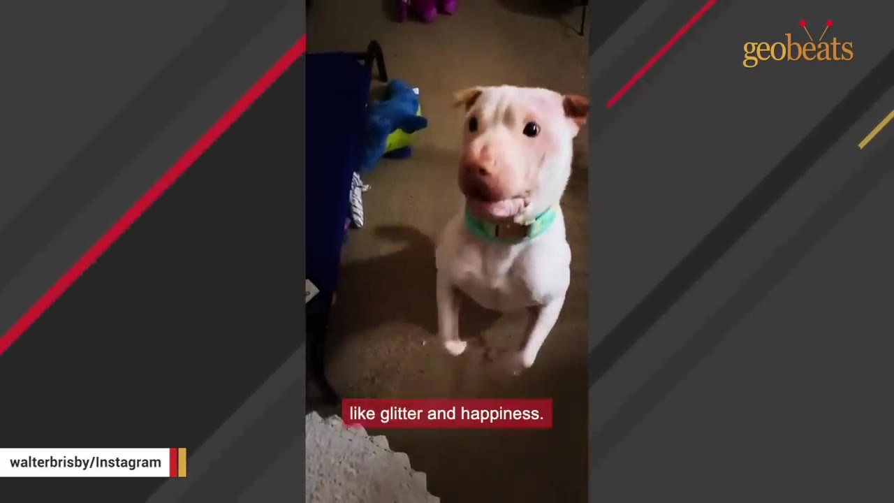 A white dog standing on its hind legs with an excited expression on its face.