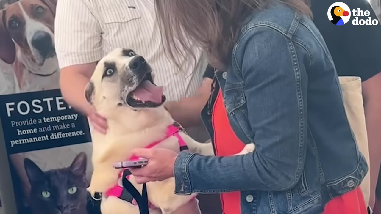 A light-colored dog with a pink harness looks up with wide eyes and an open mouth at a woman wearing a denim jacket.