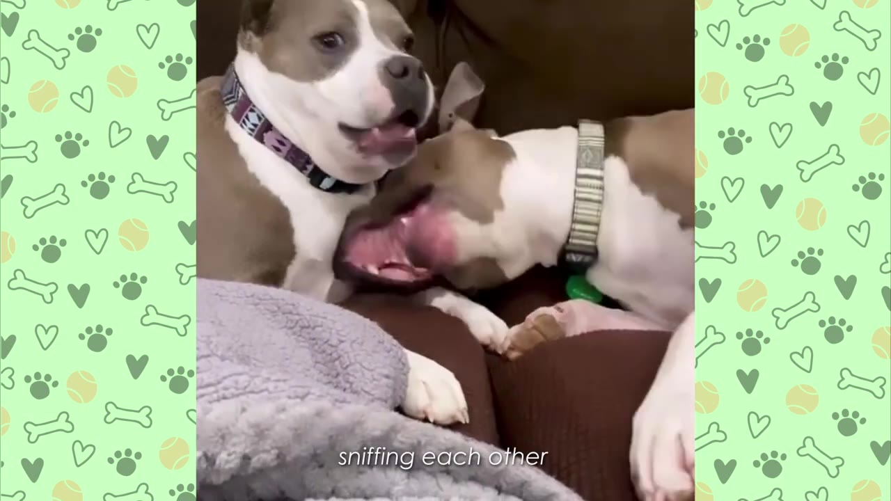 Two pit bull mix dogs interact playfully on a couch, with one dog opening its mouth wide near the other's neck.