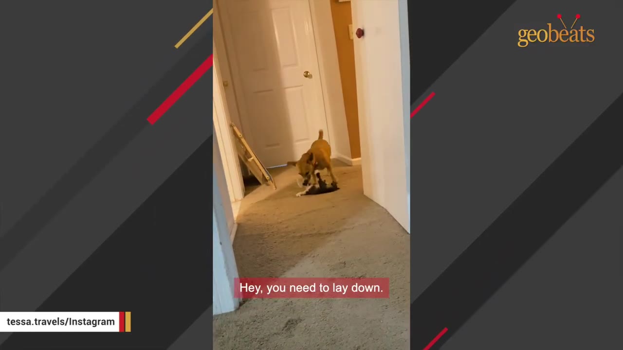 A tan dog stands over a small black and white kitten in a carpeted hallway, with a text overlay that reads 'Hey, you need to lay down.'