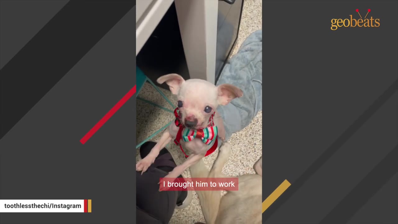 A small white chihuahua wearing a red, green, and white striped bow tie stands on its hind legs, looking up alertly.