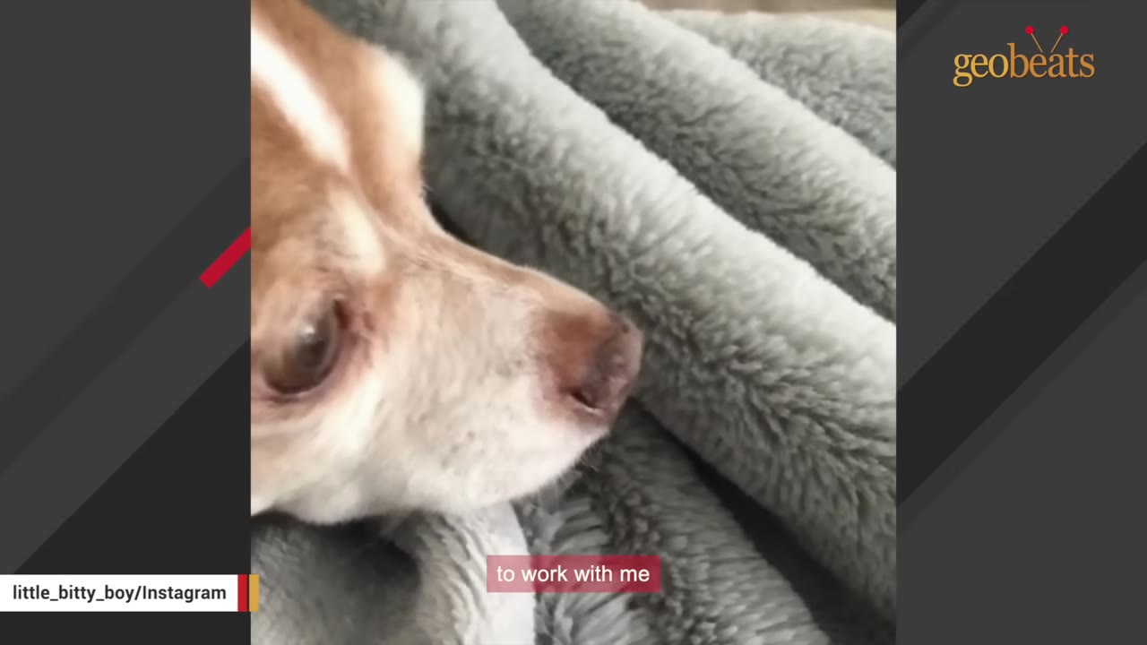 A close-up profile of a small brown and white dog resting on a soft grey blanket.