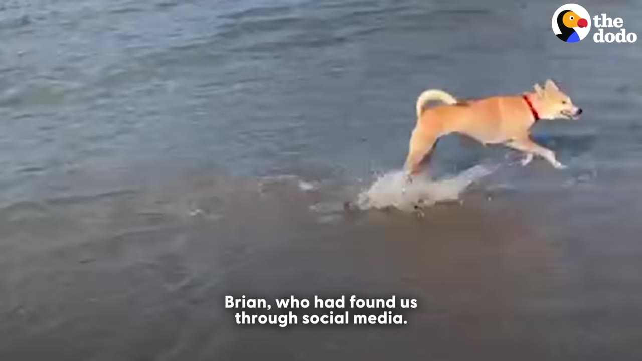 A tan dog with a red collar runs playfully through shallow ocean water on a beach.