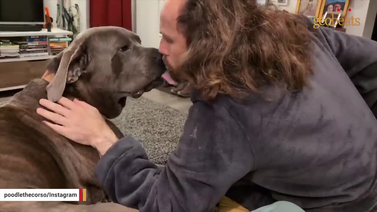 A man with long brown hair leans in close to a large grey dog, who is licking his face affectionately.