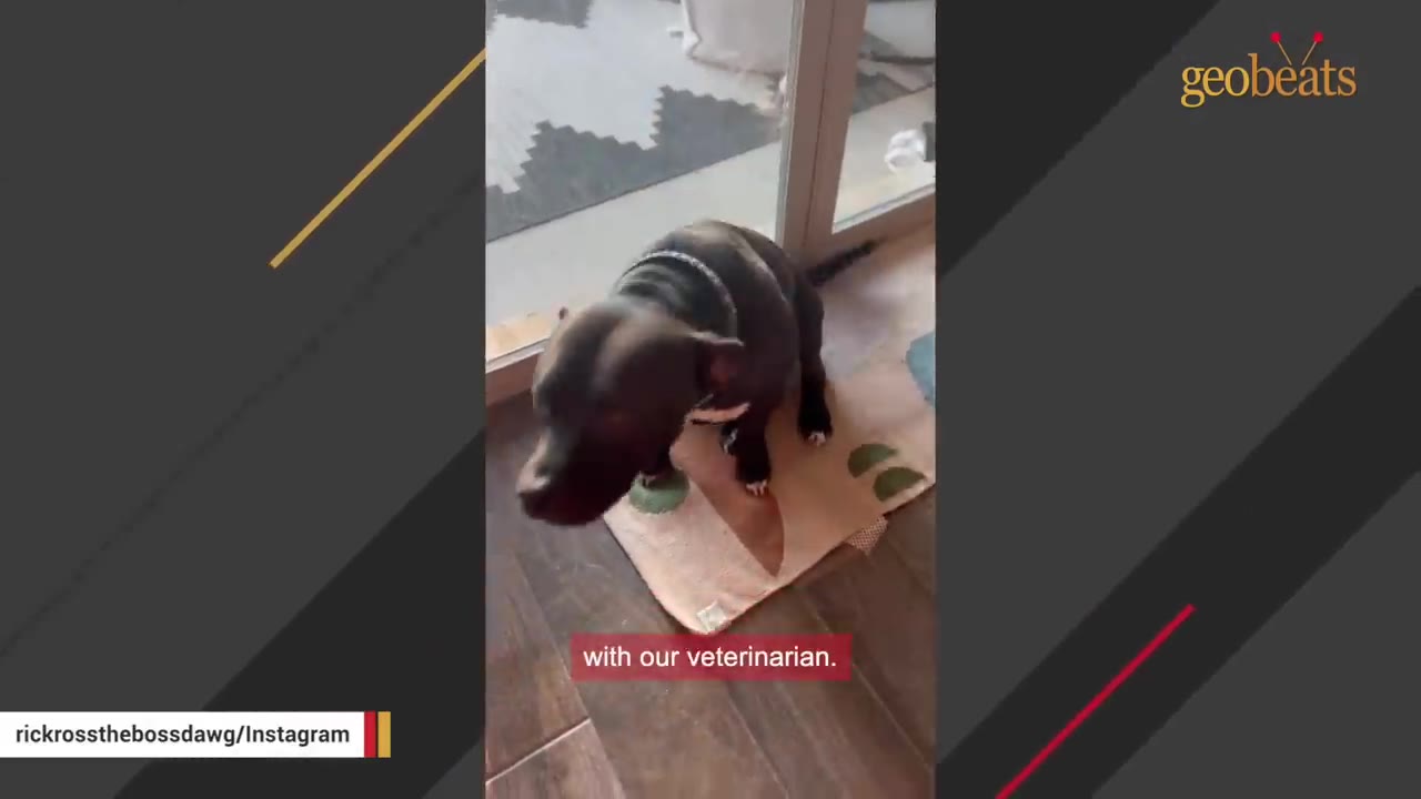 A dark-colored dog sits on a small mat near a glass door, looking down.