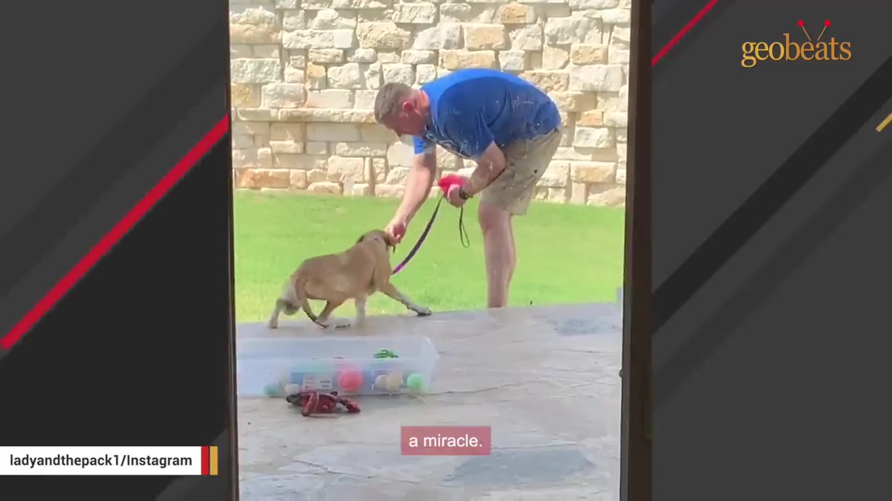 A man in a blue shirt bends down on a patio to offer something to a light brown dog on a leash, who cautiously reaches toward his hand.