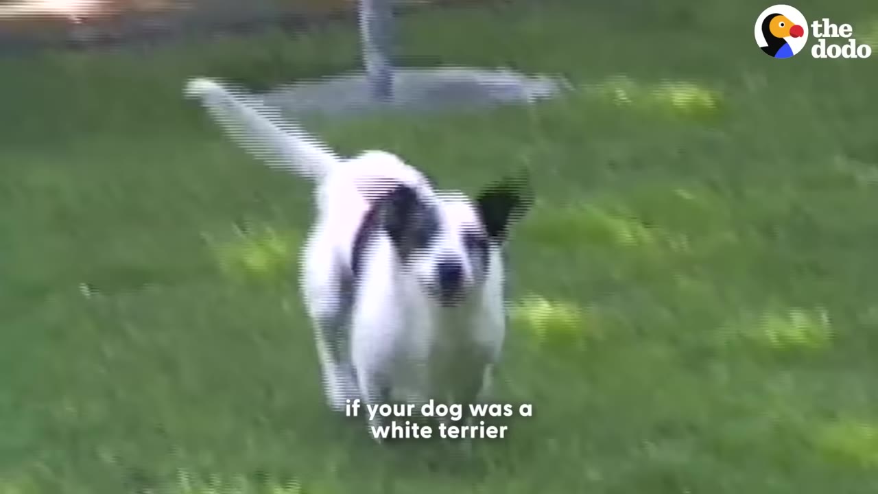 A black and white dog running across a green grassy field with text overlay that reads 'if your dog was a white terrier'.