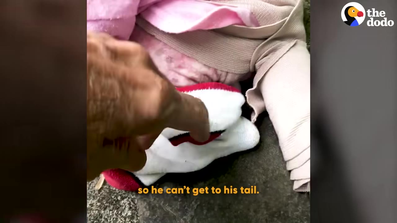 A close-up of a dog wearing a pink shirt, a beige bandage wrapped around its body, and a white sock with a red heel on its rear end, with a hand gently touching the sock.