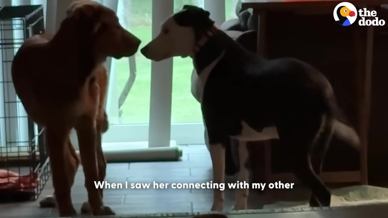 A brown dog and a black-and-white dog stand face-to-face, sniffing each other's noses indoors.