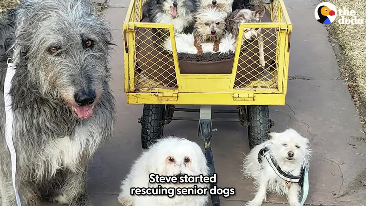 Several senior dogs, including a large grey Irish Wolfhound mix and smaller white dogs, pose on a sidewalk next to a yellow cart filled with more small dogs.