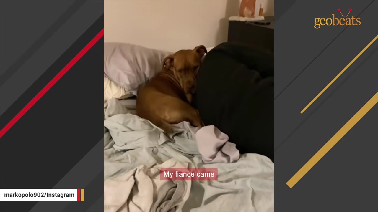 A brown dog curls up on a bed with messy white and grey sheets, looking towards the camera.