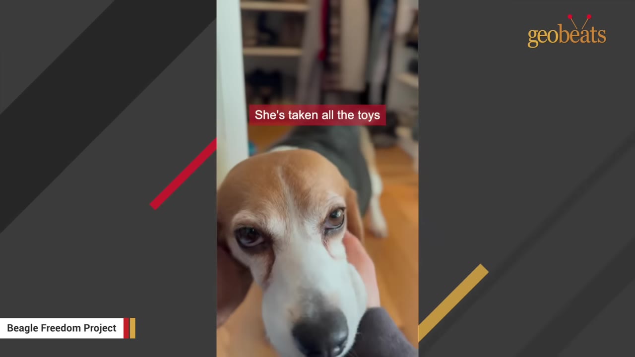 A close-up of a beagle named Rose being gently petted on her head, with text overlay reading 'She's taken all the toys'.