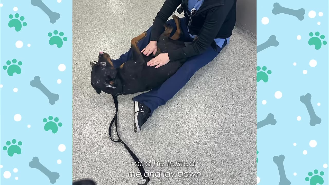 A black and tan dog lying on its back on a clinic floor between the legs of a veterinary professional wearing blue scrubs.