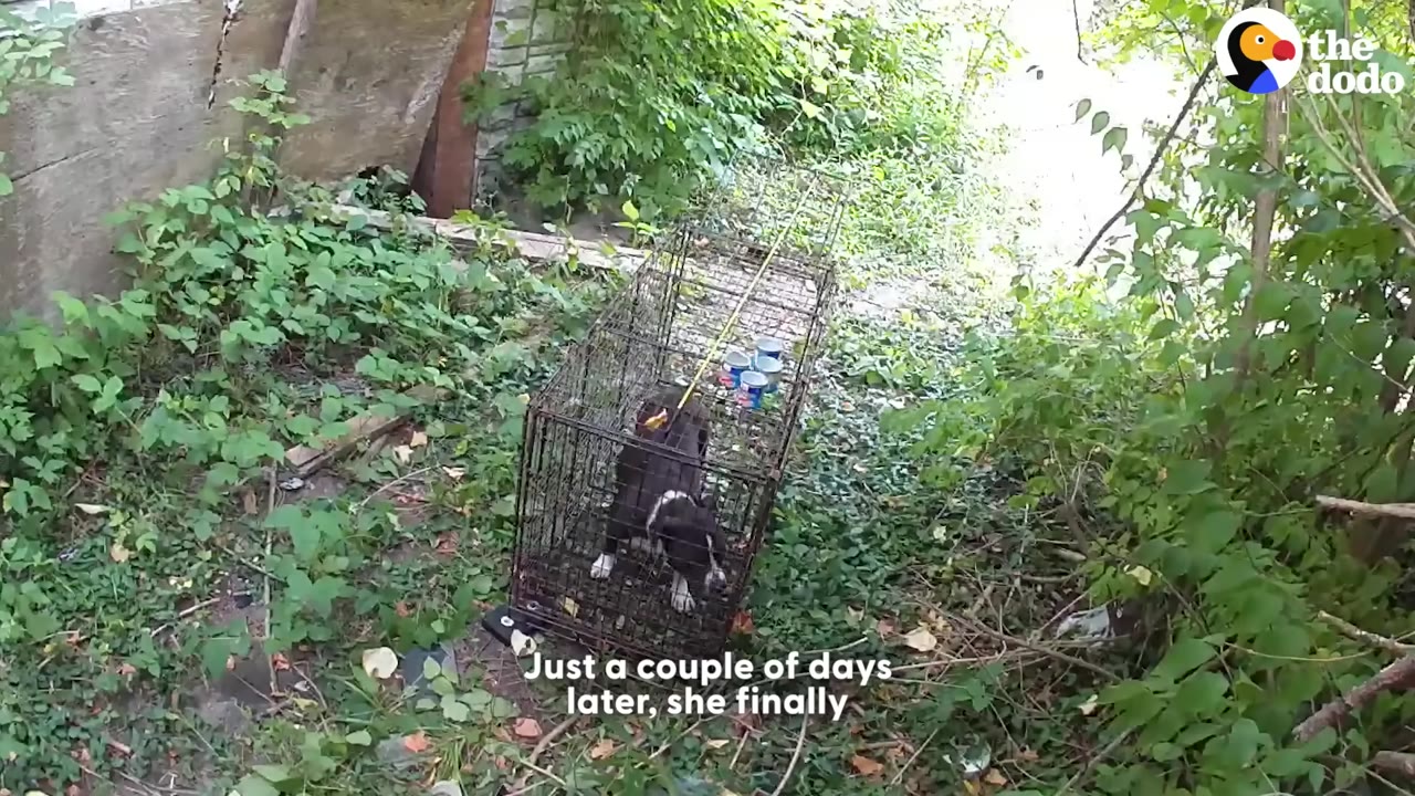 A black and white dog stands inside a long wire cage trap set up outdoors amidst green foliage.