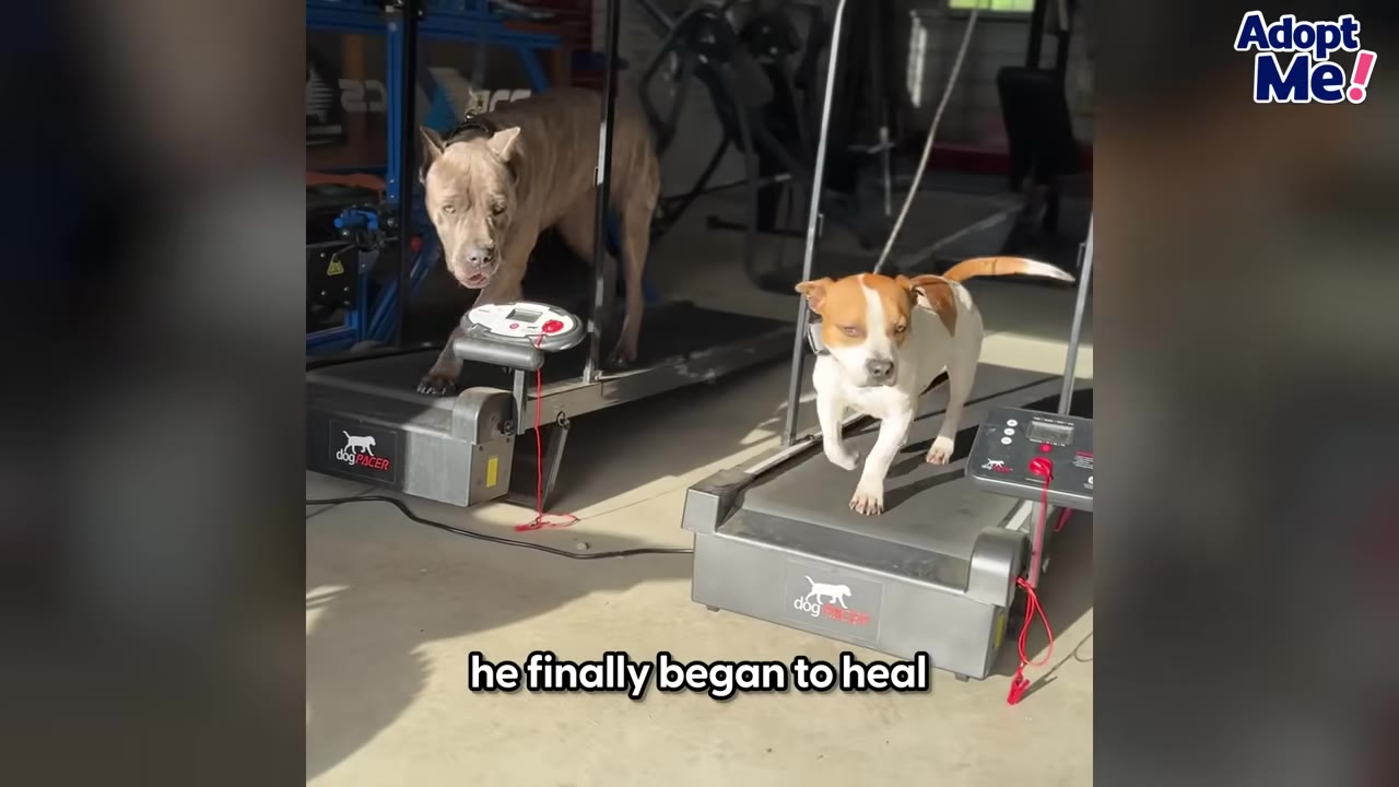 A brown and white dog and a larger tan dog walk on side-by-side dog treadmills indoors.