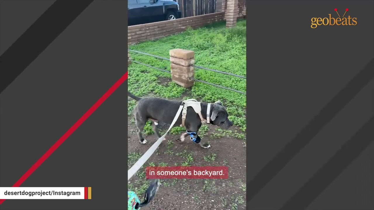 A grey dog wearing a white harness and a blue and black protective wrap on its front leg walks on a dirt path.