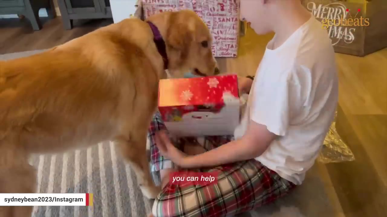 A golden retriever dog sniffs a red Christmas gift box held by a boy sitting on the floor.