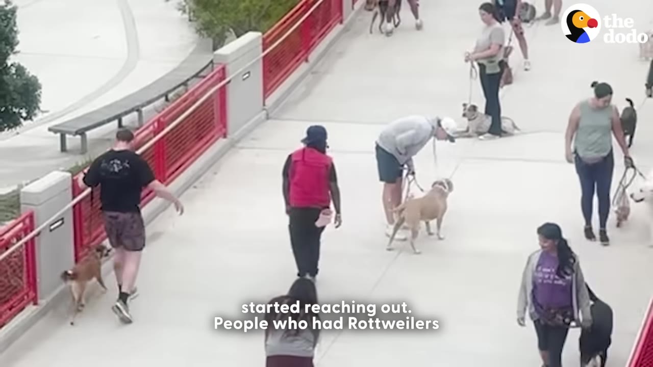 An overhead view of several people walking their dogs on a wide paved pathway.