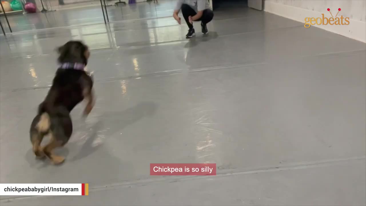A small black and tan dog playfully runs across a grey studio floor towards a person crouching in the background.