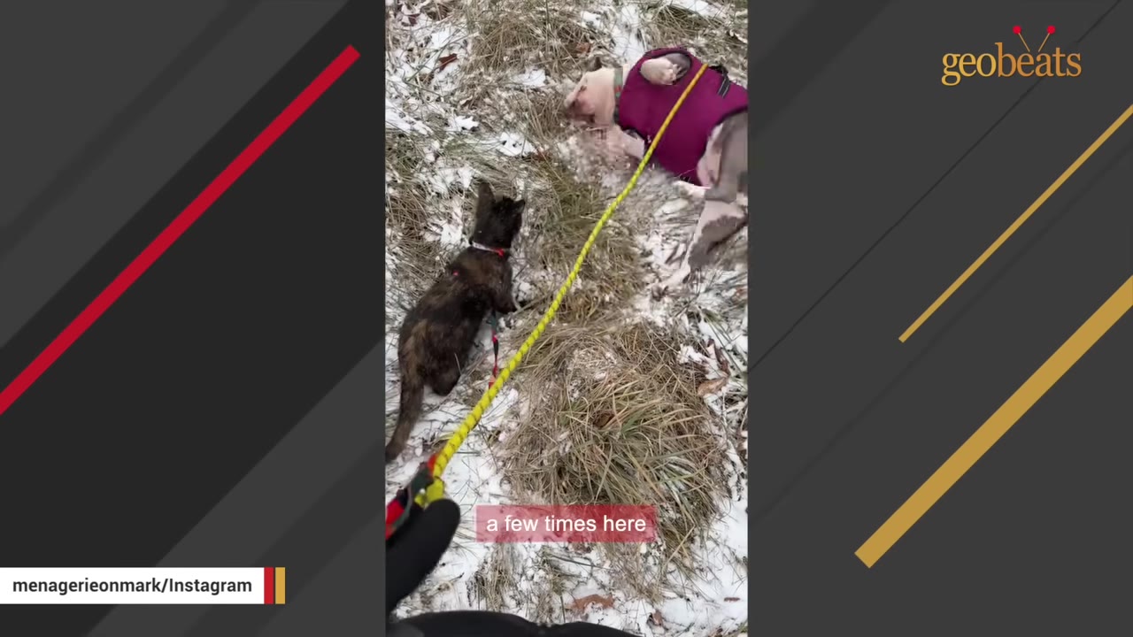 A dog wearing a purple coat rolls on its back in a snowy, grassy field next to a cat on a leash.