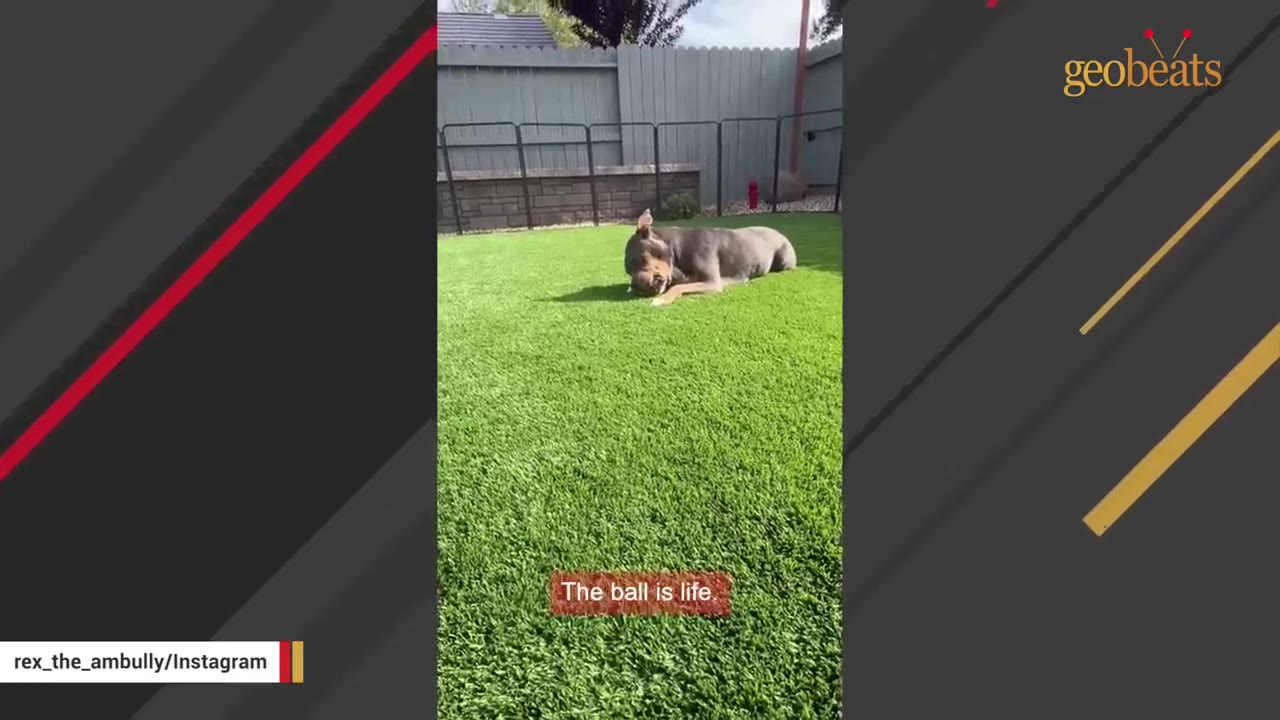 A grey American Bully dog lying on green grass in a backyard, chewing on a toy, with a text overlay that reads 'The ball is life.'